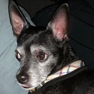 Meet your Posher, Danielle